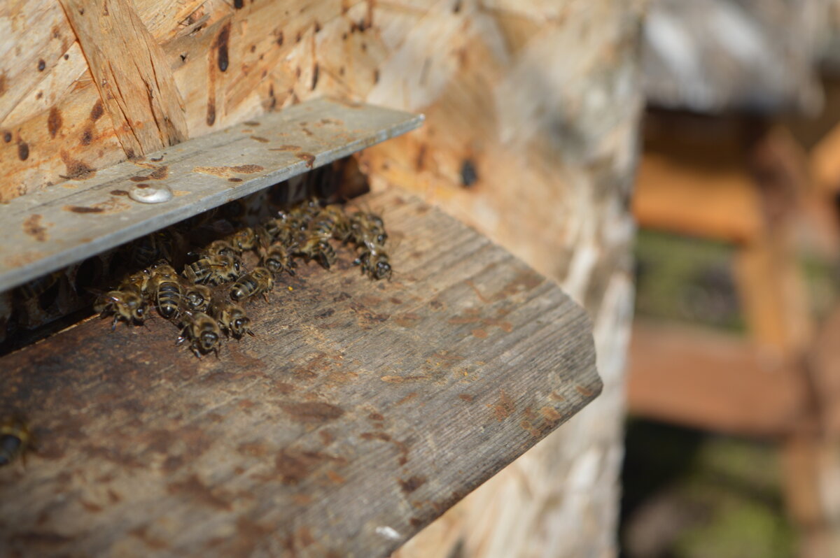 Пчелы облепили переднюю стенку улья не работают что делать
