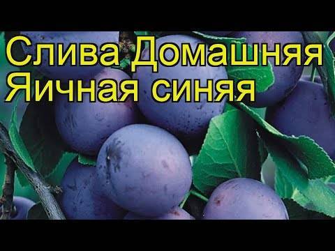 Слива синяя