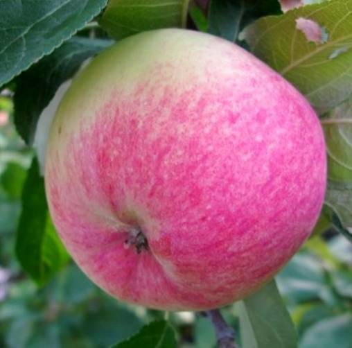 Свердловские сорта яблони