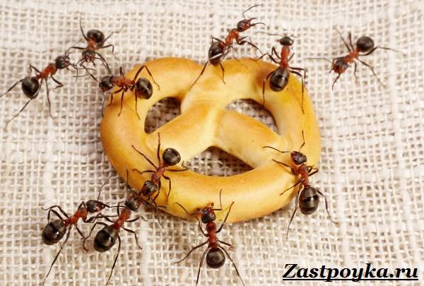 Как избавиться от летучих муравьев в доме