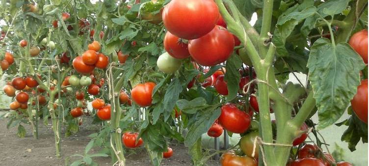 Как правильно поливать домашнюю рассаду помидоров в апреле месяце 2019: агротехника полива рассады на грунте, в теплице, правильная вода