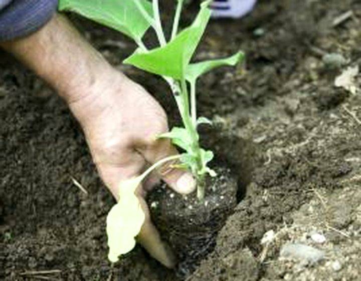 Выращивание баклажанов в открытом грунте