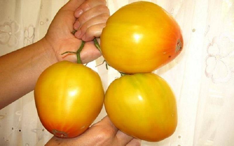 Томат "золотые купола": описание сорта, характеристики помидоров, фото