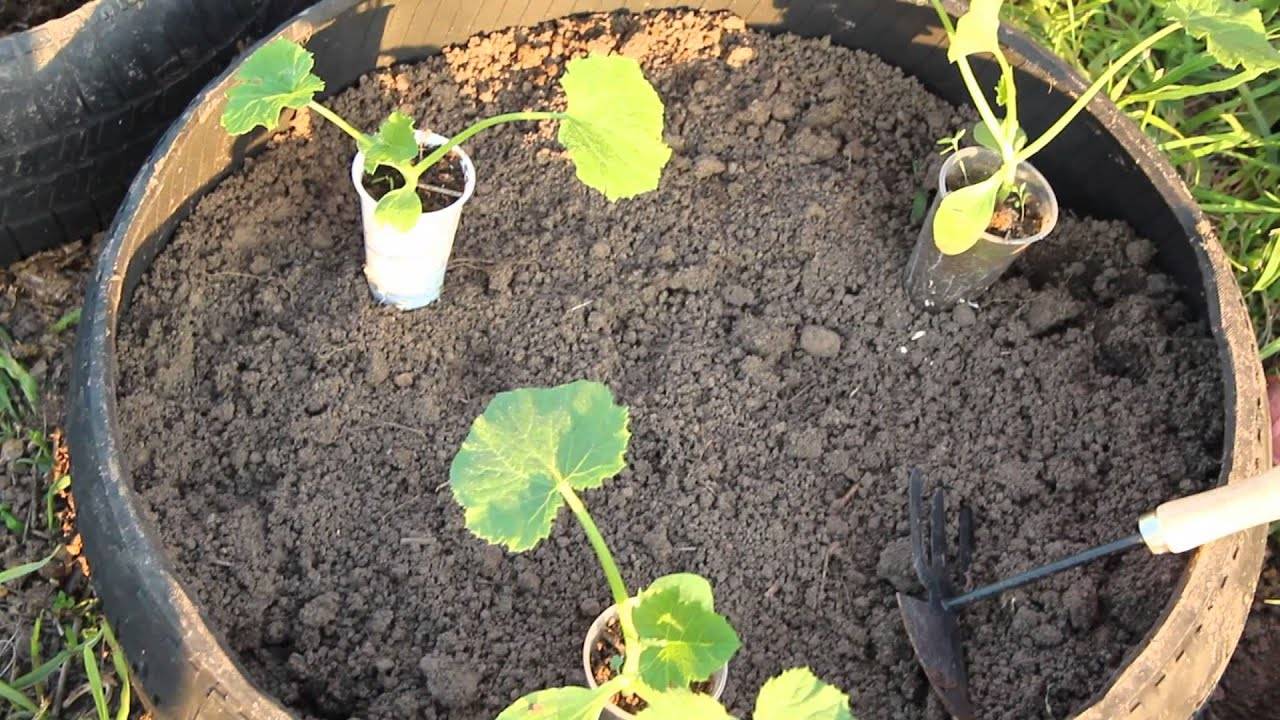 Польза и вред для здоровья кабачков. особенности выращивание в открытом грунте: посадка семенами и рассадой, уход и сбор урожая