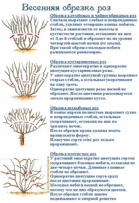 Как обрезать комнатную розу в горшке: нужна ли процедура после цветения и зимой, когда это правильно делать, чем обработать в домашних условиях, как укрыть растение?