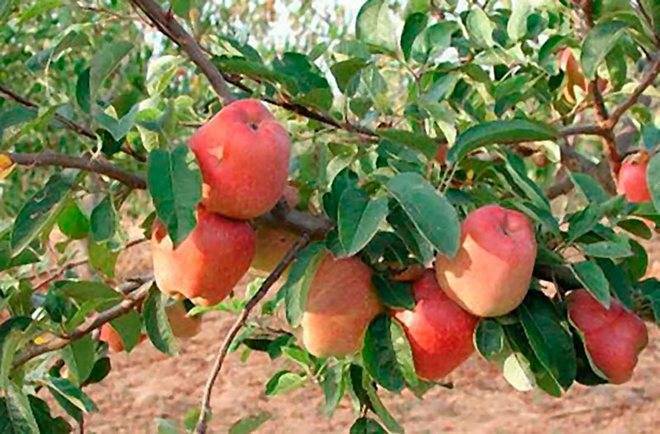 О яблоне Красавица Москвы: описание и характеристики сорта, уход и выращивание