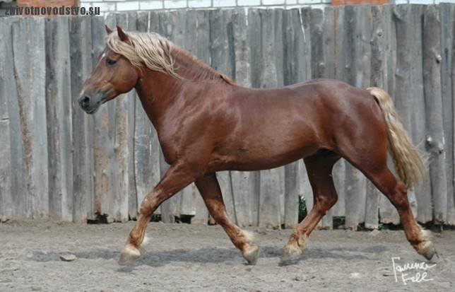 Породы лошадей — многообразие и характеристики пород а также правила содержания и ухода