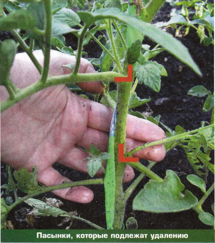 Пасынкование томатов: пошаговая инструкция, фото
