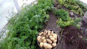 Выращивание картофеля как бизнес - инструкция пошагово!