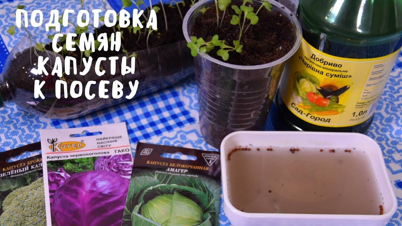 Подготовка семян к посеву: о чем нужно помнить?