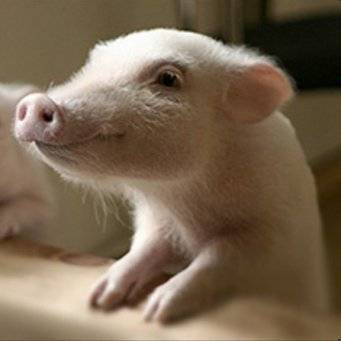 Кормление свиней для быстрого роста в домашних условиях