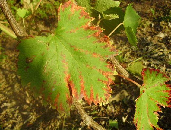 Почему скручиваются листья у винограда и что делать в таком случае?
