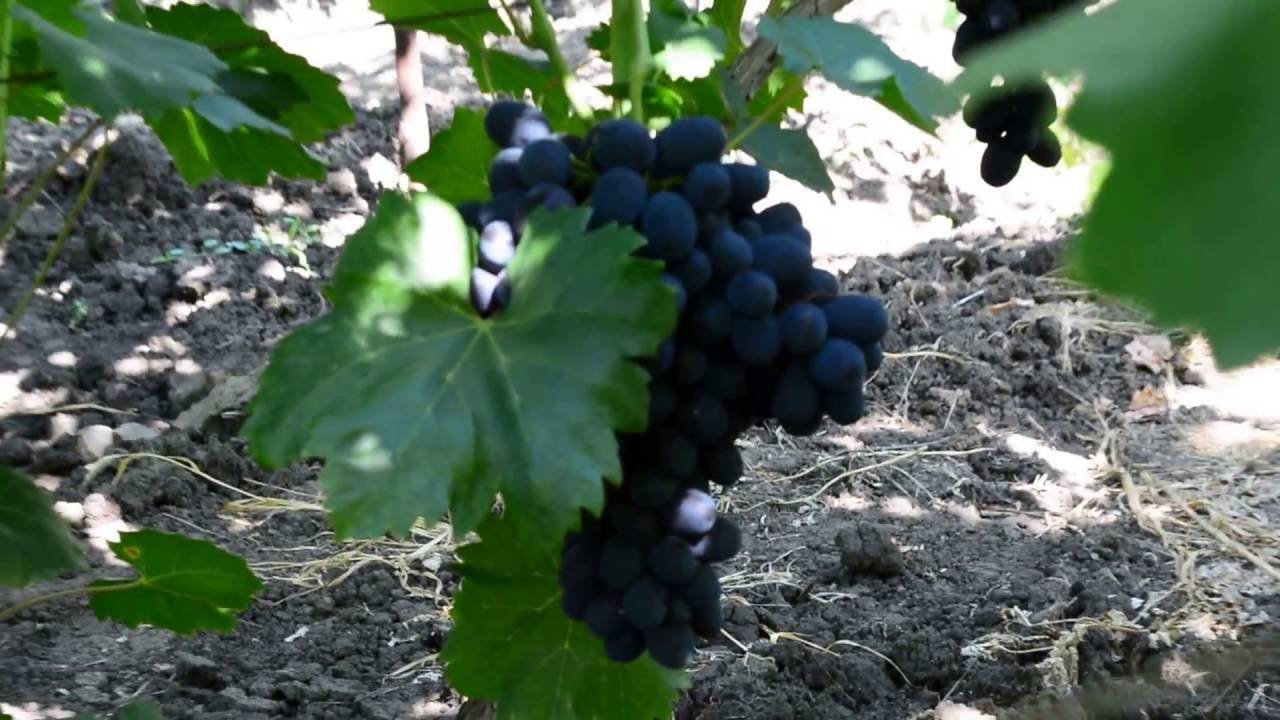 Особенности выращивания винограда «забава»
