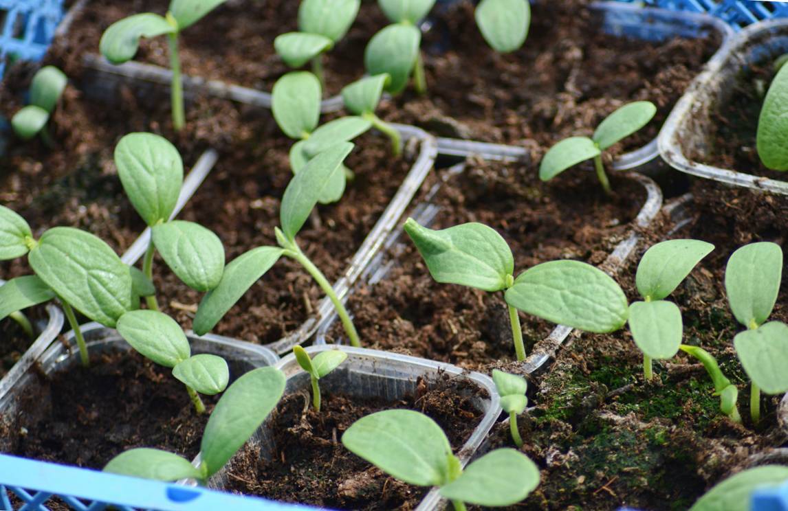 Выращивание арбуза - секреты получения сладкого урожая