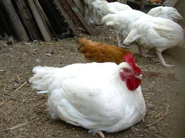 Байтрил: инструкция по применению для цыплят - общая информация - 2020