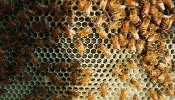 Содержание пчел: правила разведения и ухода за медоносными насекомыми для начинающих (100 фото)