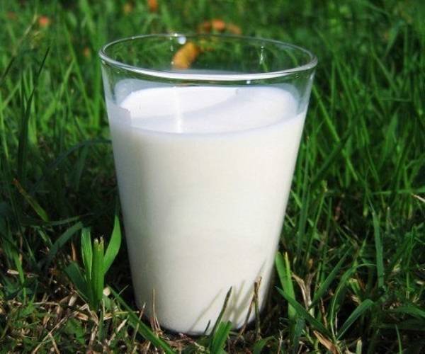 Молочная сыворотка для растений: как пользоваться, защитить и подкормить сывороткой помидоры, огурцы и другие растения