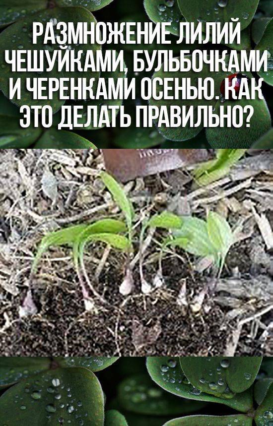 Размножение лилий чешуйками черенками бульбочками и листьями