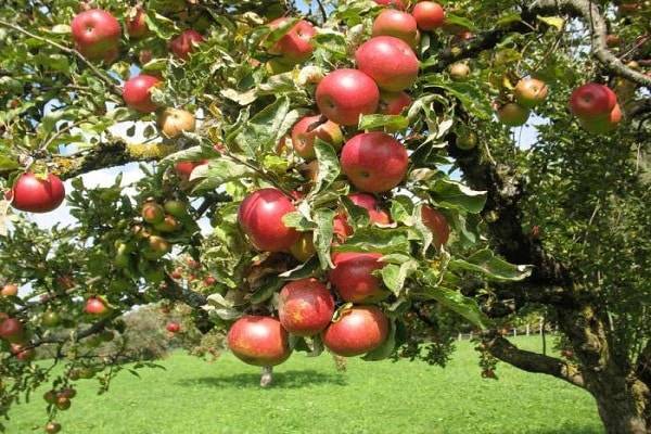 Описание сорта яблоня ковровое основные характеристики и выращивание