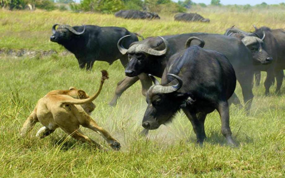 Об африканском буйволе (бык буффало): как выглядит, сколько весит, как разводить