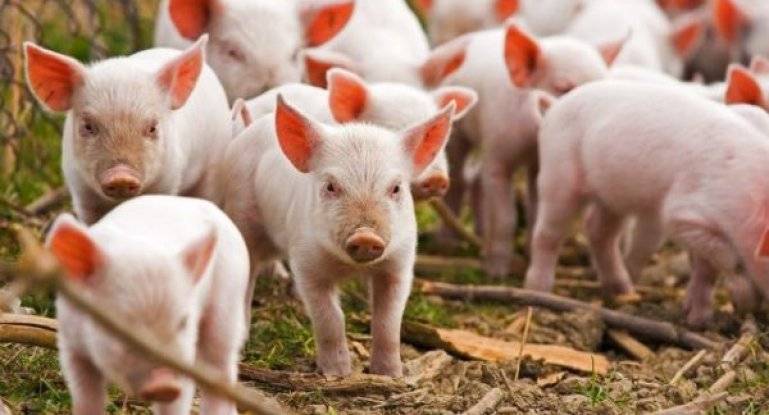 Порода свиней ландрас - характеристика, кормление и уход  в домашних условиях