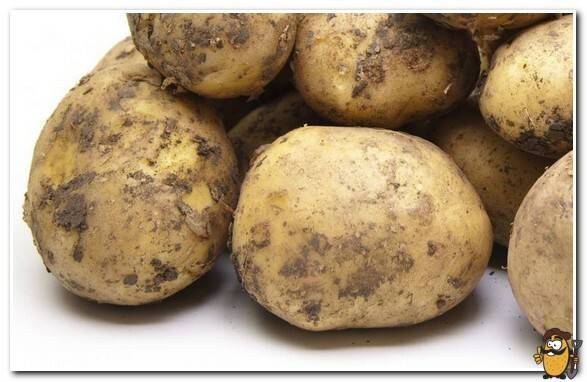 Самые лучшие сорта картофеля для посадки: список, описание сортов
