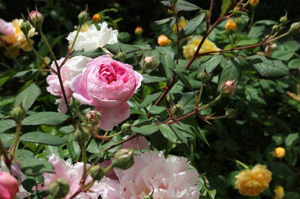 Об обработке роз от болезней и вредителей: чем опрыскивать во время цветения