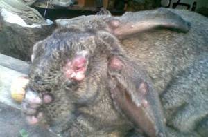 Заболевания кроликов и методы борьбы с ними