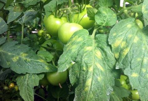 Кладоспориоз томата: способы борьбы и препараты, лечение бурой пятнистости листьев