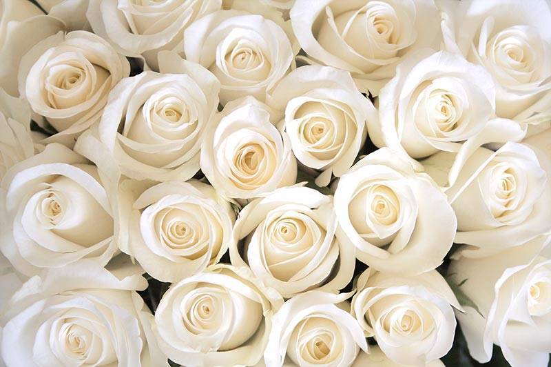 Стихи про белую розу - сборник красивых стихов в доме солнца