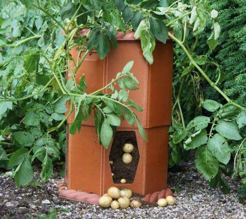 Необычные способы посадки картофеля или как вырастить картошку в бочке
