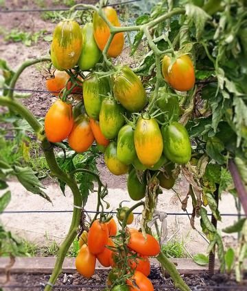 Каталог томатов