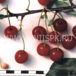 Великолепный гость родом из беларуси — сорт вишни вянок