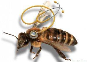 Вирусный паралич пчел: причины, симптомы, лечение, профилактика