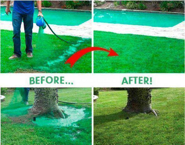 Как сажать газонную траву - пошаговая инструкция технологии посадки