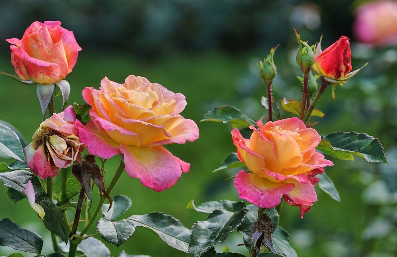 Пересадка роз на другое место летом, весной и осенью: когда и как правильно пересаживать