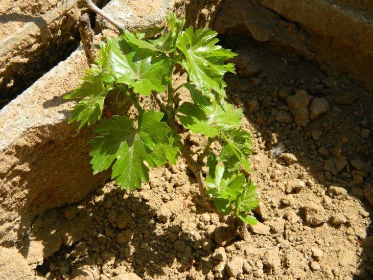 Многофункциональный препарат тиовит джет: когда обрабатывать виноградник и другие растения