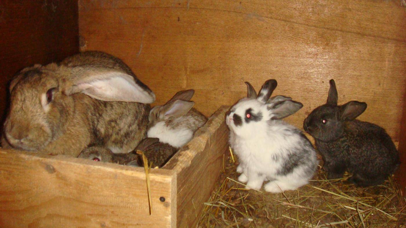 Сколько длится беременность у кролика: как определить, что крольчиха беременна