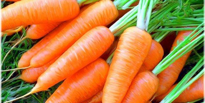 Благоприятные дни для посева моркови, когда лучше сажать морковь