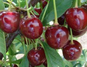О вишне багряной: описание и характеристики сорта, уход и выращивание