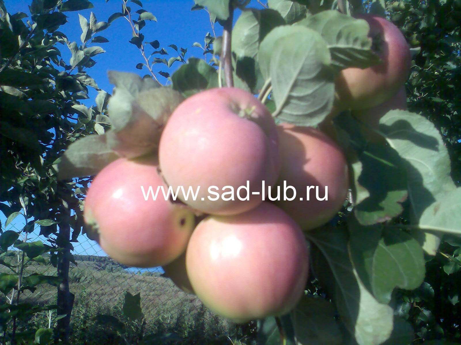 Сорт яблони яндыковское фото и описание