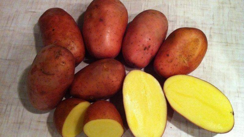 Какие сорта картофеля лучше: красные или белые