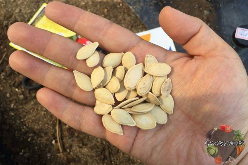 О методах проращивания семян дыни: как правильно замачивать дынные семечки