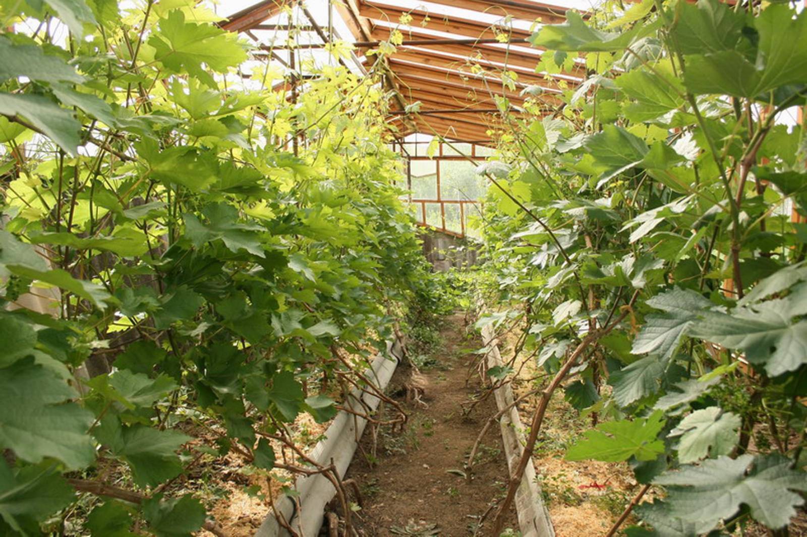 Выращивание винограда из черенков: как выращивать и когда сажать