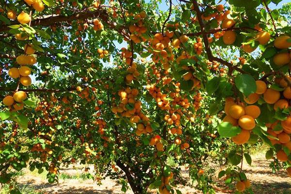 О выращивании абрикоса в Подмосковье: как правильно сажать и ухаживать