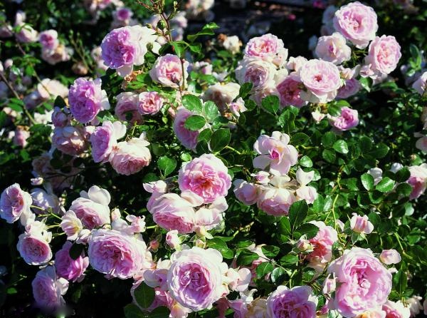 О розе Meilland: описание и характеристики сорта чайно гибридной плетистой розы