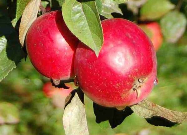 Сорт яблок анис полосатый: описание и фото, особенности посадки и ухода, болезни и вредители