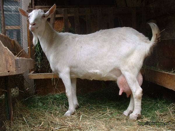 Домашняя коза — википедия. что такое домашняя коза