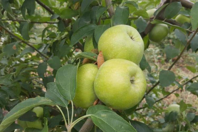 Сорт яблони ветеран: описание и фото, основные характеристики и особенности выращивания