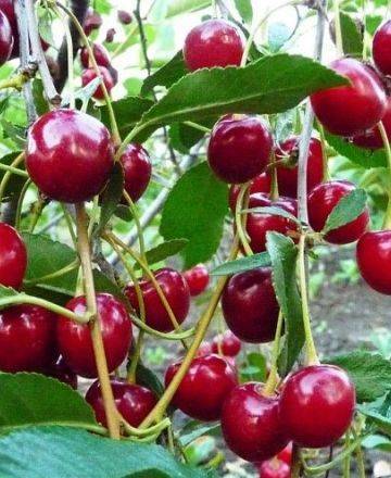 Об уральской рубиновой вишне: специфика сорта